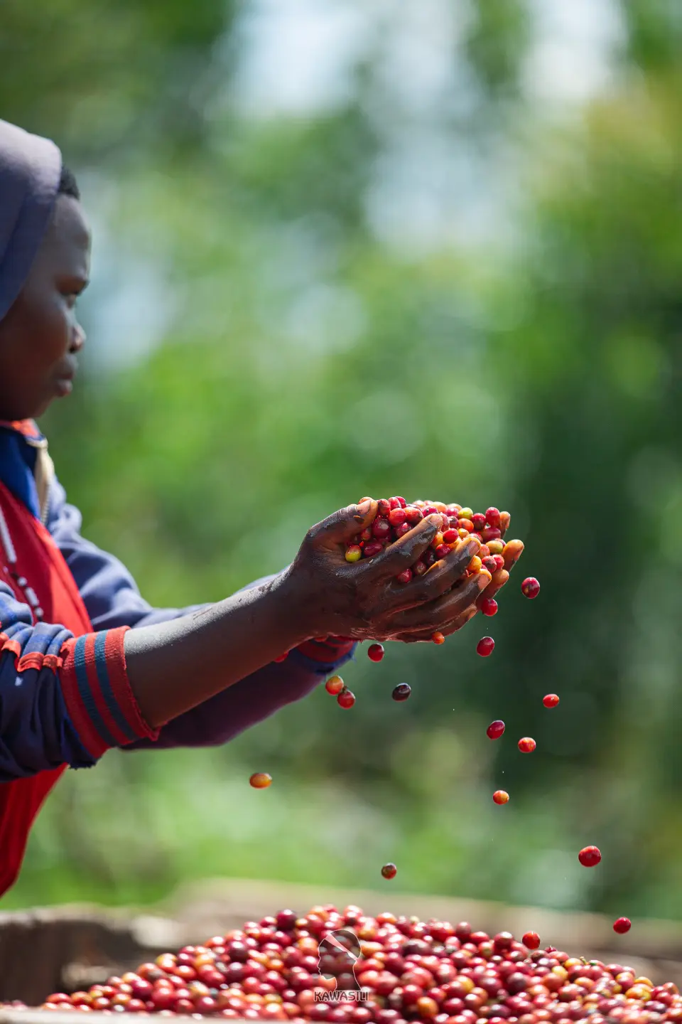 Burundian woman coffee farmer holding fresh coffee cherries